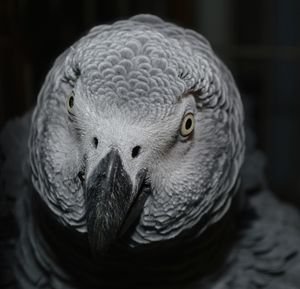 Close-up of parrot