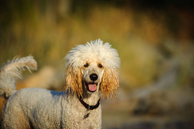 Close-up portrait of a dog