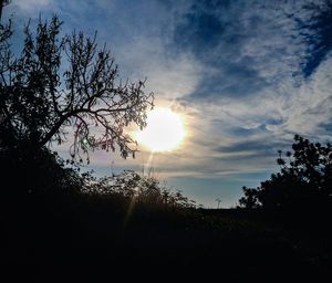 Sun shining through trees