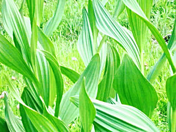 Close-up of fresh green plant in field