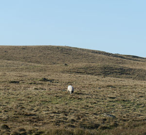 Scenic view of landscape against clear sky