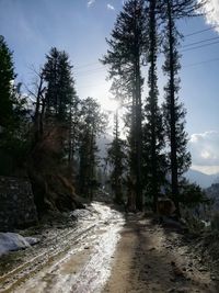 Road amidst trees in forest against sky