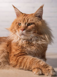 Close-up portrait of a cat looking away