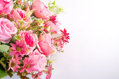 Close-up of pink flowering plant against white background