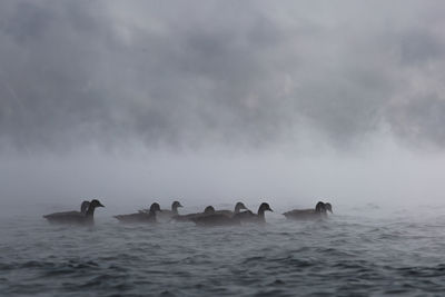 Ducks swimming in sea against sky