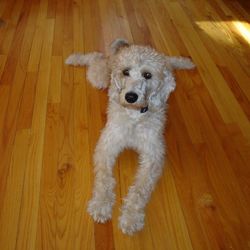 Portrait of a dog on wooden floor