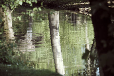Reflection of trees in lake