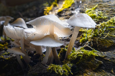 Close-up of white mushrooms growing on field
