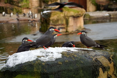 Birds perching on rock