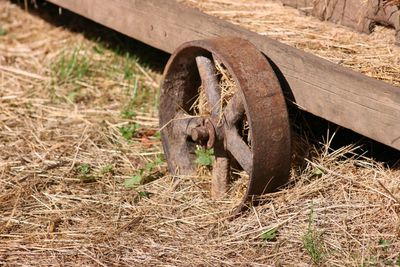 Horse in grass