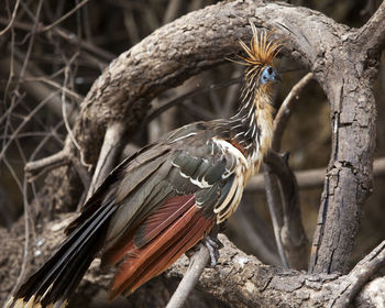 Close-up of bird perching on branch