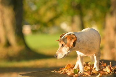 Close-up of a dog looking away