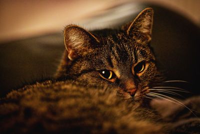 Close-up portrait of a cat at home