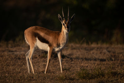 Thomson gazelle stands with catchlight in savannah