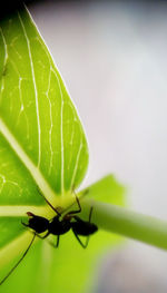 Close-up of green leaves