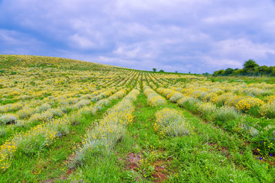Scenic view of agricultural field of immortelle flowers against sky