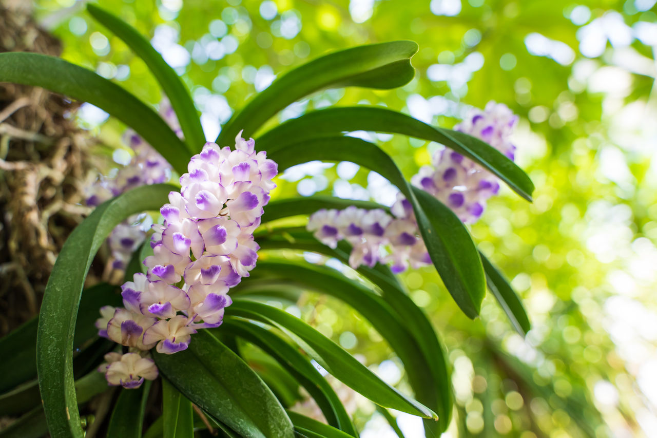 CLOSE-UP OF PURPLE FLOWERS