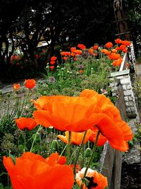 Close-up of fresh orange poppy blooming in garden