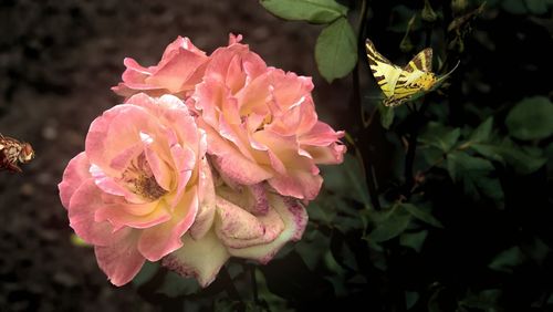 Close-up of pink flowering plant