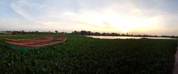 Panoramic view of agricultural field against sky during sunset