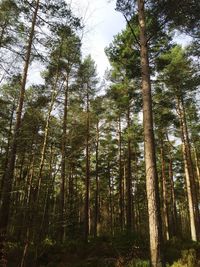 Low angle view of trees in forest