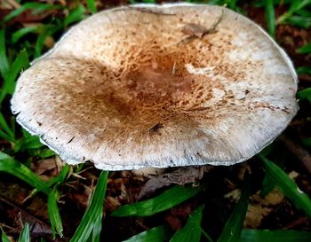 Close-up of mushroom growing on field