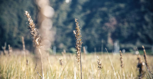Close-up of stalks in field