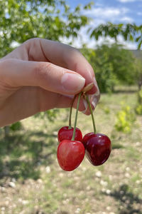 Organic farming. cherry fruit is one of the most delicious fruits of summer.