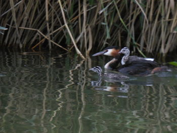 Birds swimming in lake