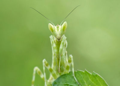 Close-up of insect on plant