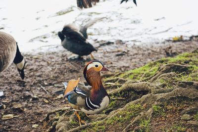 Ducks on a land