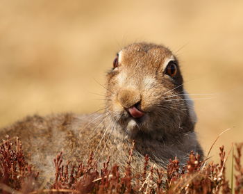 Close-up of squirrel eating outdoors