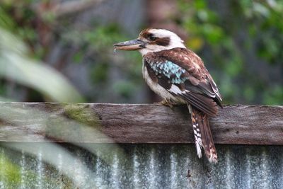 Close-up of bird perching on branch