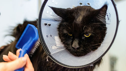 Cat washing and grooming close up getting professional service at pet salon by groomer