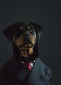 Close-up portrait of puppy against black background