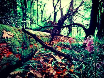 Close-up of tree in forest