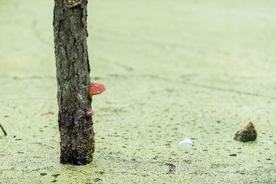 Close-up of tree trunk