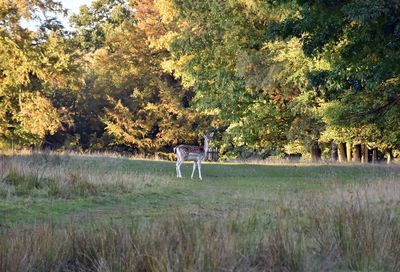 Trees on field during autumn