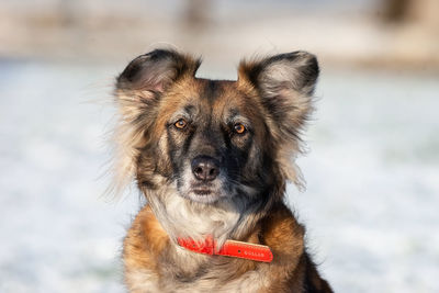 Close-up of a dog