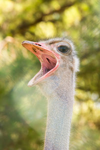 Close-up of bird against blurred background