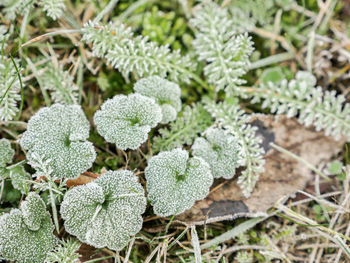 Close-up of plants growing on field