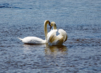 Swans swimming in lake