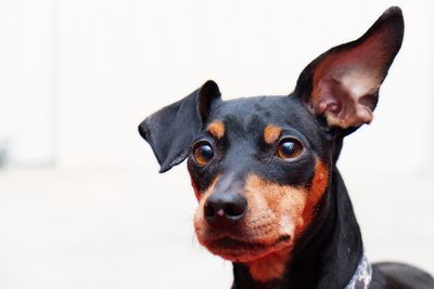 Portrait of miniature pinscher outdoors