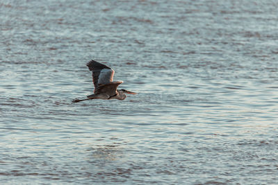 View of seagull flying over sea