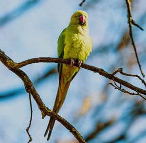 Low angle view of bird perching on branch