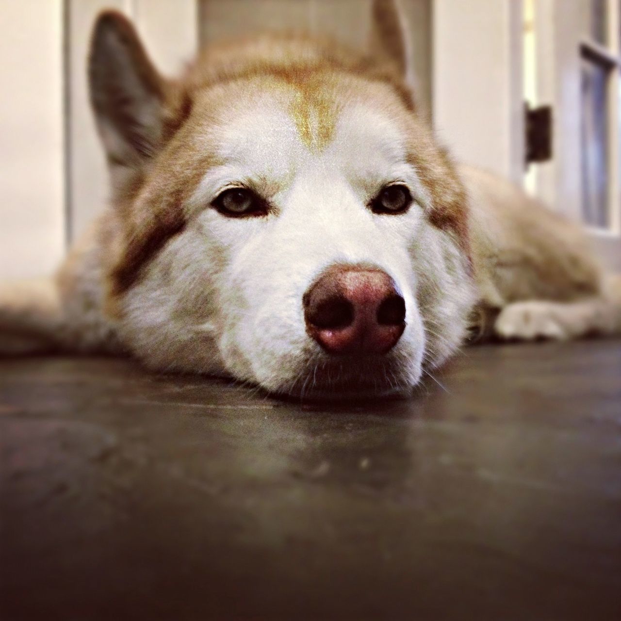 dog, pets, animal themes, domestic animals, one animal, mammal, indoors, close-up, focus on foreground, portrait, looking at camera, animal head, home interior, relaxation, snout, animal body part, no people, selective focus, flooring, resting