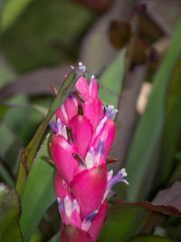 Close-up of pink rose flower