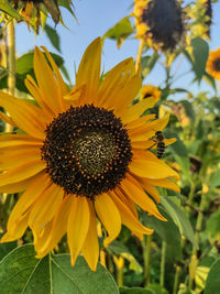 sunflower