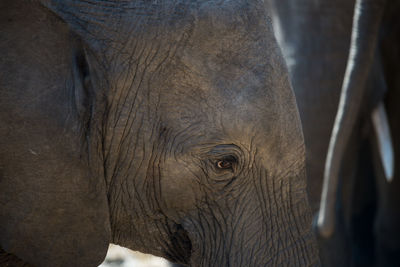 Close-up of elephant