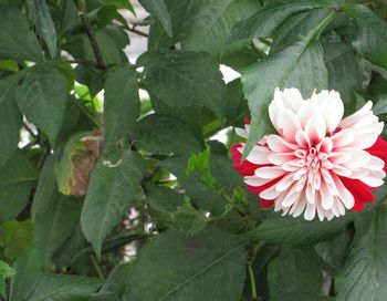 Close-up of pink flowers blooming outdoors